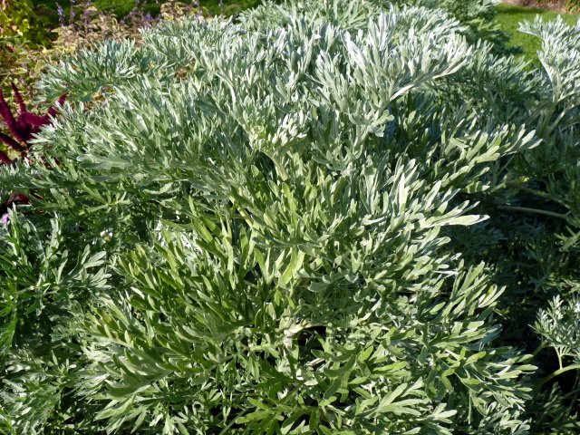 Artemisia absinthium feuille